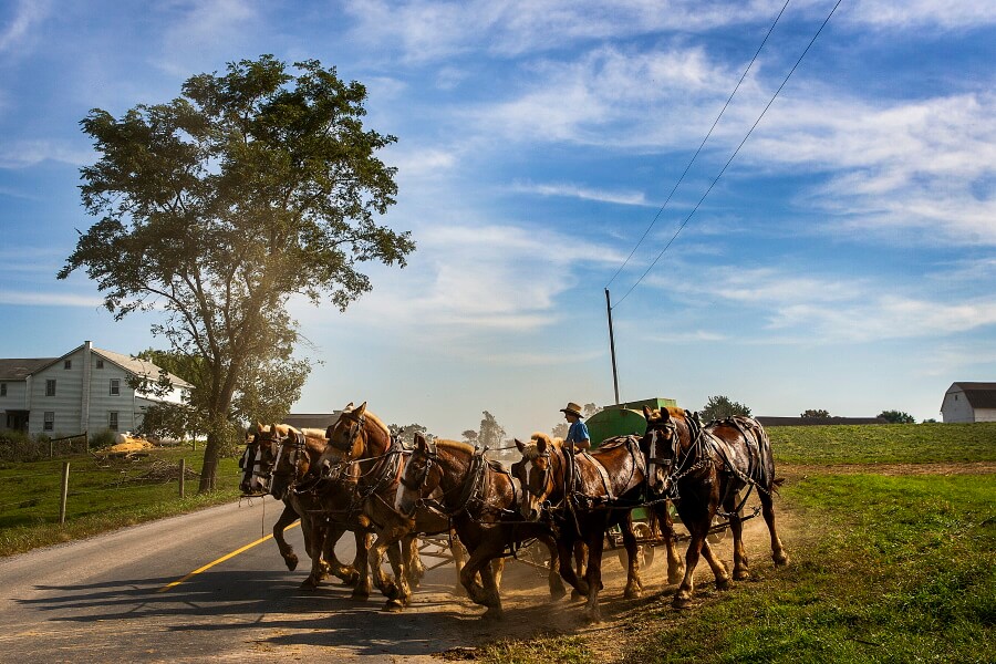 Horses On The Road Documentary Photography