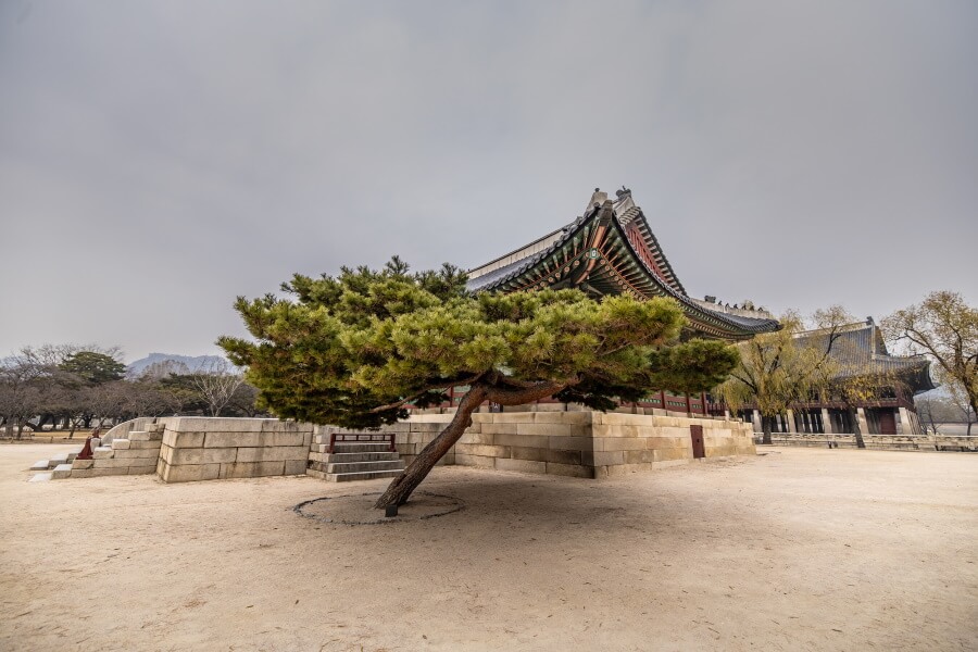 Korean Temple And Tree Abstract Fine Art Photography