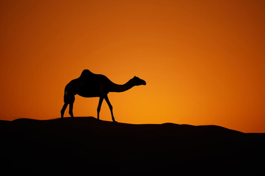 Sunset And Camel Photo Spots In UAE